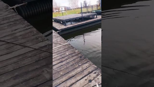 Форель в ВИПе смотреть онлайн