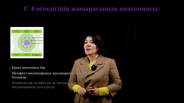 С 3 және С 4 өсімдік жапырағының анатомиясы смотреть онлайн