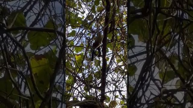 Monkeys смотреть онлайн