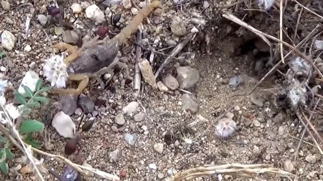 Ants vs Scorpion! смотреть онлайн