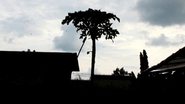 AIR KOLAM LELE JADI HIJAU SEHAT DALAM SEKEJAP‼️ смотреть онлайн