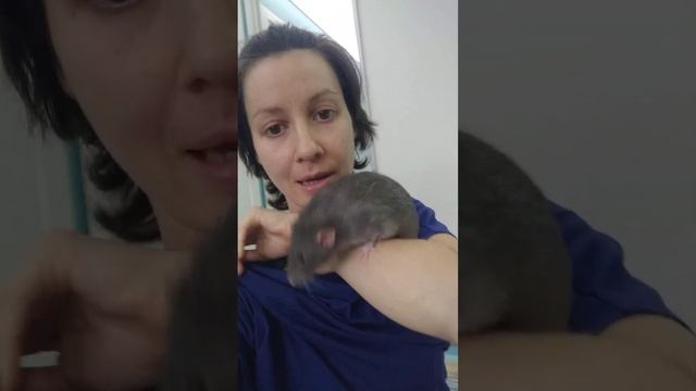 Крыса дамбо дерётся хвостом 🐀😂😂😂 смотреть онлайн