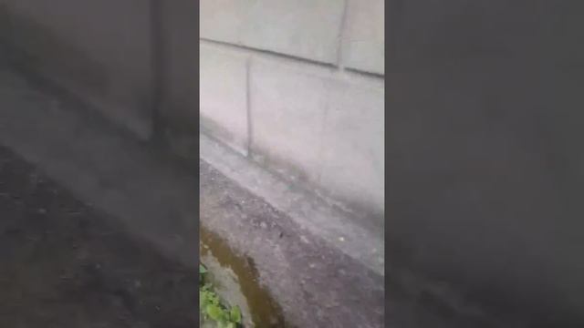 Вызов духа скелета смотреть онлайн