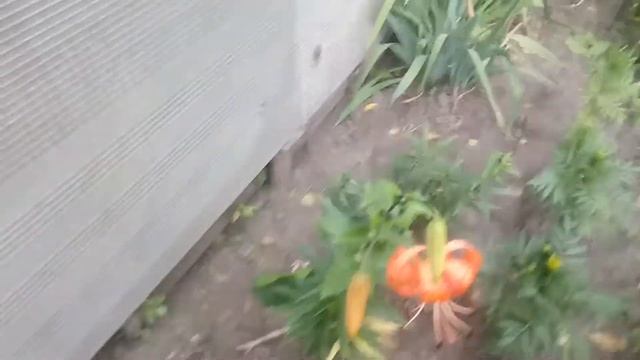 Тигрова лілія смотреть онлайн