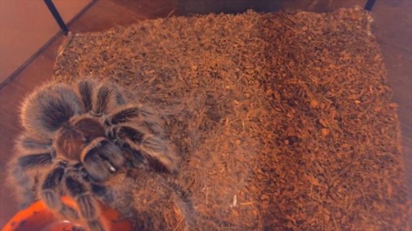 Grammostola rosea