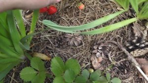 Раннеспелая ремонтантная клубника Вима Рина