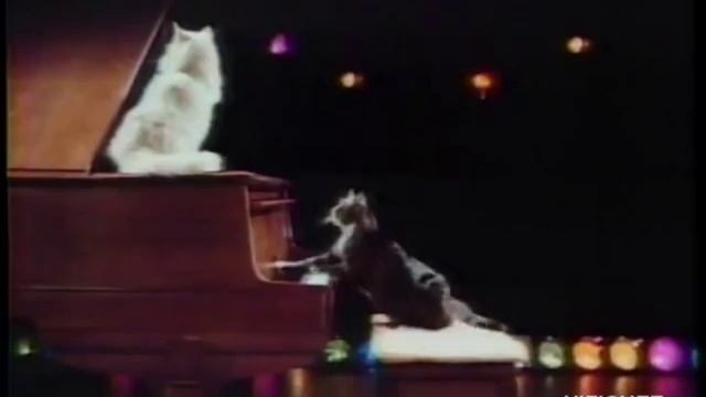 Meow Mix (Publicité Québec) смотреть онлайн