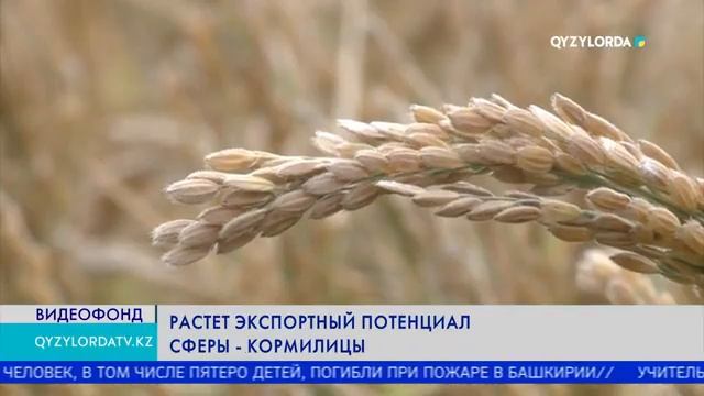 Растет экспортный потенциал сферы - кормилицы смотреть онлайн
