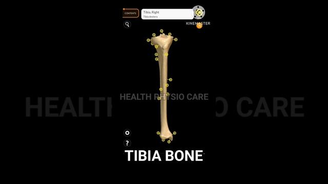 Lower limb bone Anatomy | Hip bone Femur patella Tibia Fibula Tarsals Metatarsal Phalanges смотреть онлайн