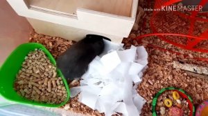 Уборка у всех хомячков🐹/👍Как убирать у хомок , быстро и просто. Mery Pets.