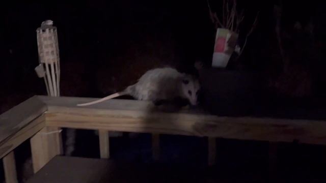 Cat vs Possum смотреть онлайн