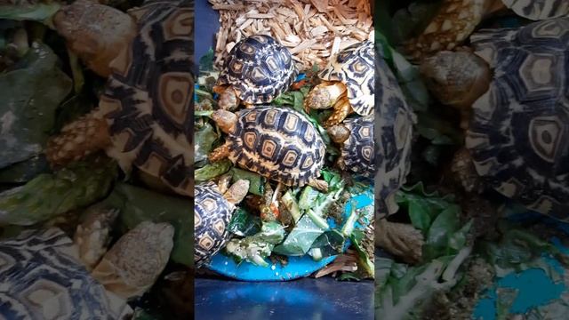 Baby leopard torts chowing down! смотреть онлайн