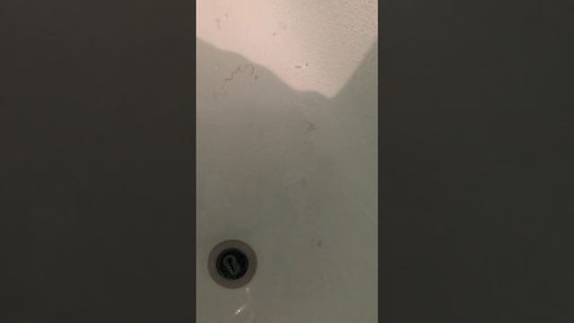 Читинец набрал ванну воды из-под крана вместе с червями