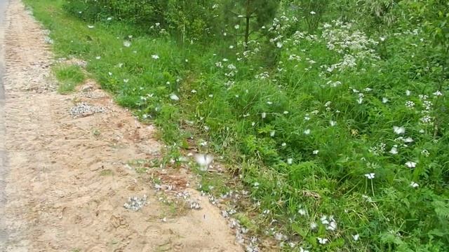 нашествие бабочек "Боярышница" смотреть онлайн
