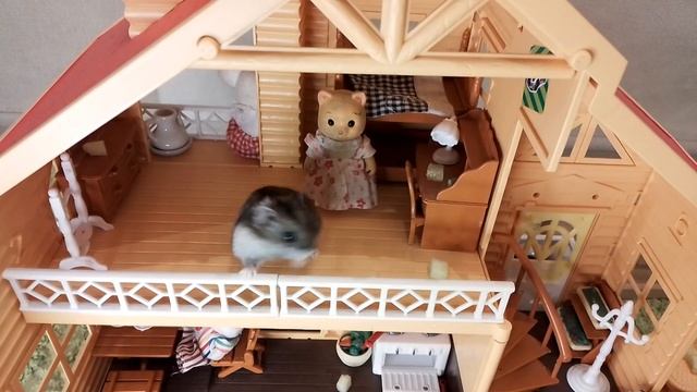 ХОМЯК ХОМА НОВЕЛ СУЕТУ В СВОЕМ HOUSE | РУМ ТУР | ИСПЫТАНИЕ | смотреть онлайн