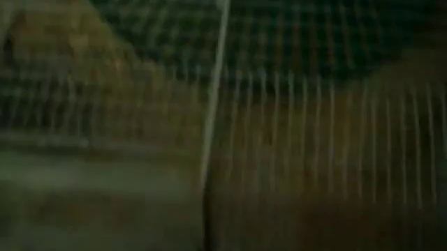 хомяк смотреть онлайн