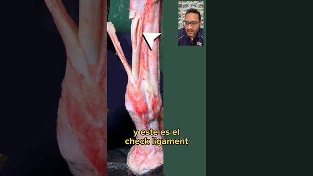 Los tendones de los #caballos #anatomy #veterinary #horse #veterinaria #tendons смотреть онлайн