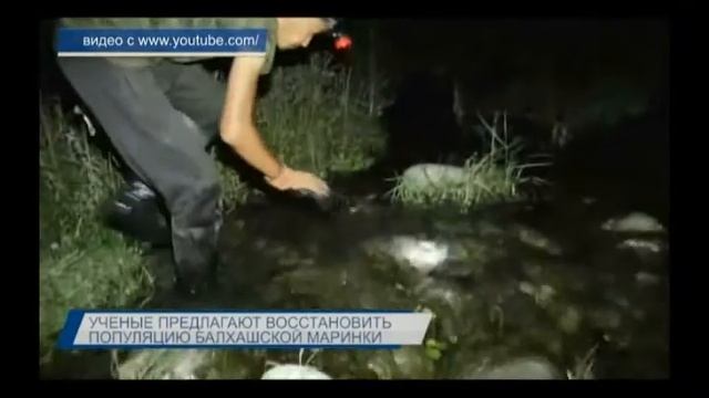 Ученые предлагают восстановить популяцию балхашской маринки. смотреть онлайн