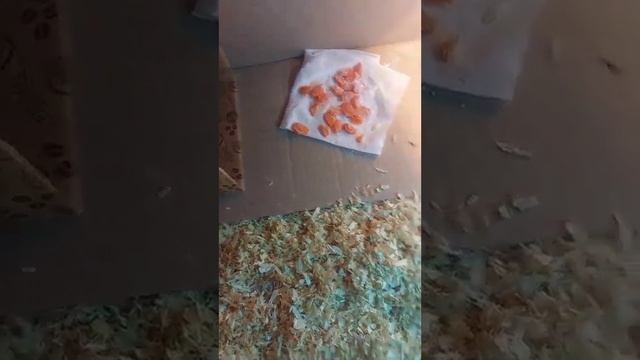 Уход за балканской или среднеазиатской черепахой смотреть онлайн
