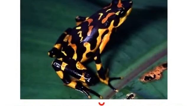 Тварини земноводні