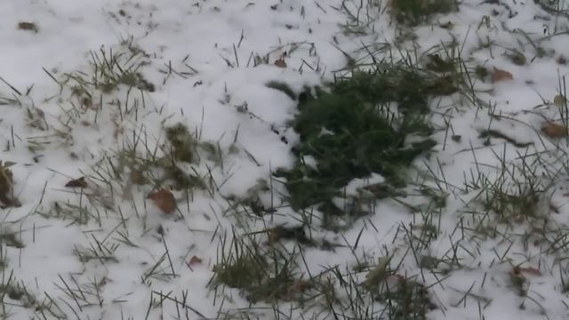 Вступление к последующим редким видео смотреть онлайн