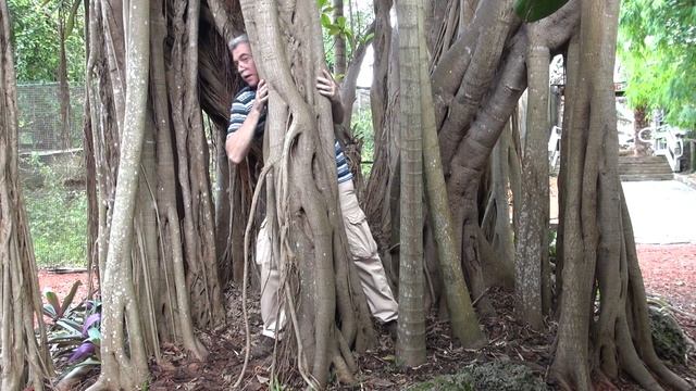 Monkey Jungle Miami смотреть онлайн