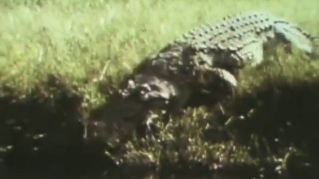 Classic Sesame Street - Crocodile film смотреть онлайн