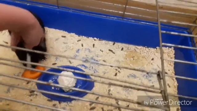 Наконец-то дома!!!Соскучилась по своей животике🐢🐹🐠💋 смотреть онлайн