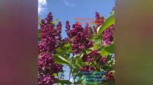 Фаризат Зейналова, песня Сефижат