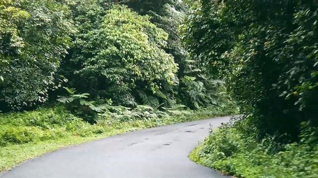 Flora and Fauna of Kerala and Himachal Pradesh - Art Integrated project - Science смотреть онлайн