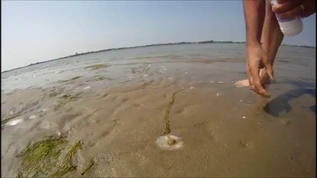 How To Catch A Razor Fish   Clam