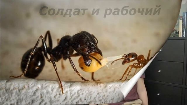 Маленькое государство на моей полке смотреть онлайн