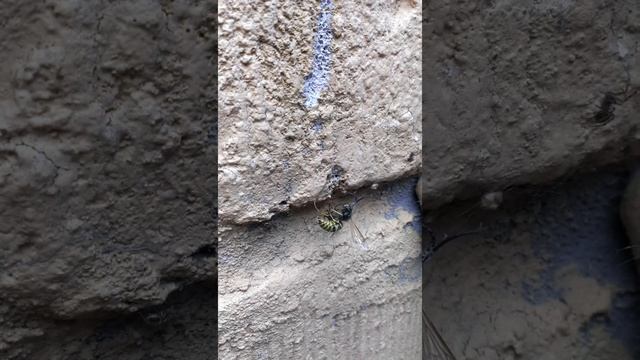 оса vs 4 паука смотреть онлайн