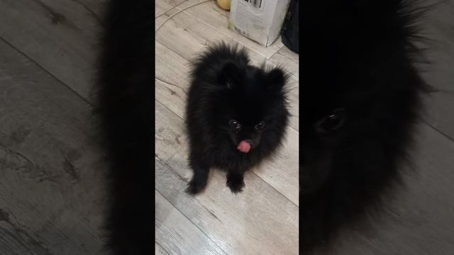 ДРАЗНИЛКА!)))