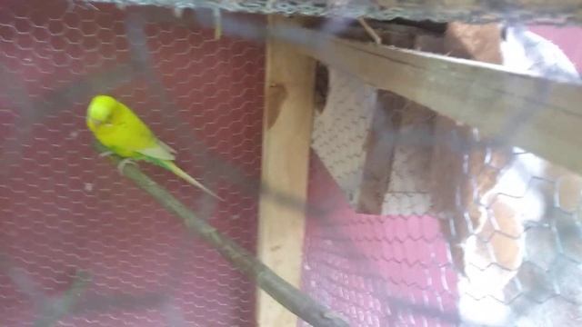 Quanto TEMPO demora pra um PERIQUITO ACASALAR,COLOCAR O OVO E CHOCAR смотреть онлайн