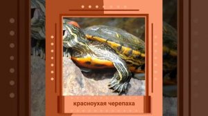 Рептилии!!!