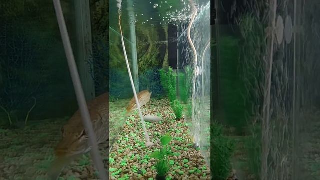 PIKE AQUARIUM #щука #хищник #аквариум #pike #aquarium смотреть онлайн