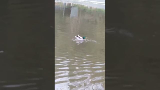 Утки ставок смотреть онлайн