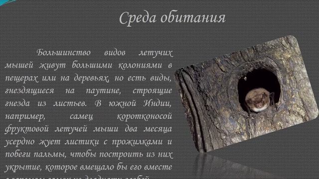 Экологическая акция "Дом для рукокрылых" смотреть онлайн