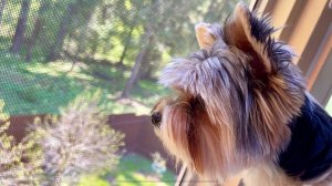 Забираем собаку / Мою окна роботом / VR захватывает нас