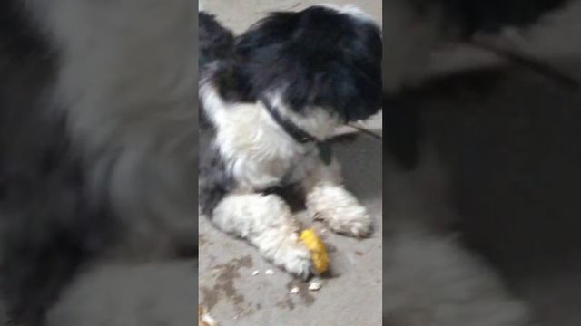 O verdadeiro Cão chupando manga смотреть онлайн