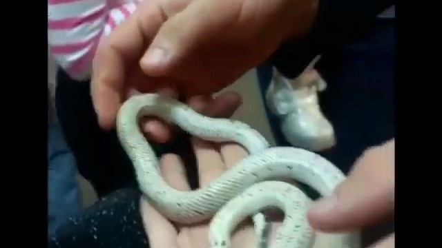 Мы держим пауков,змей и др. смотреть онлайн