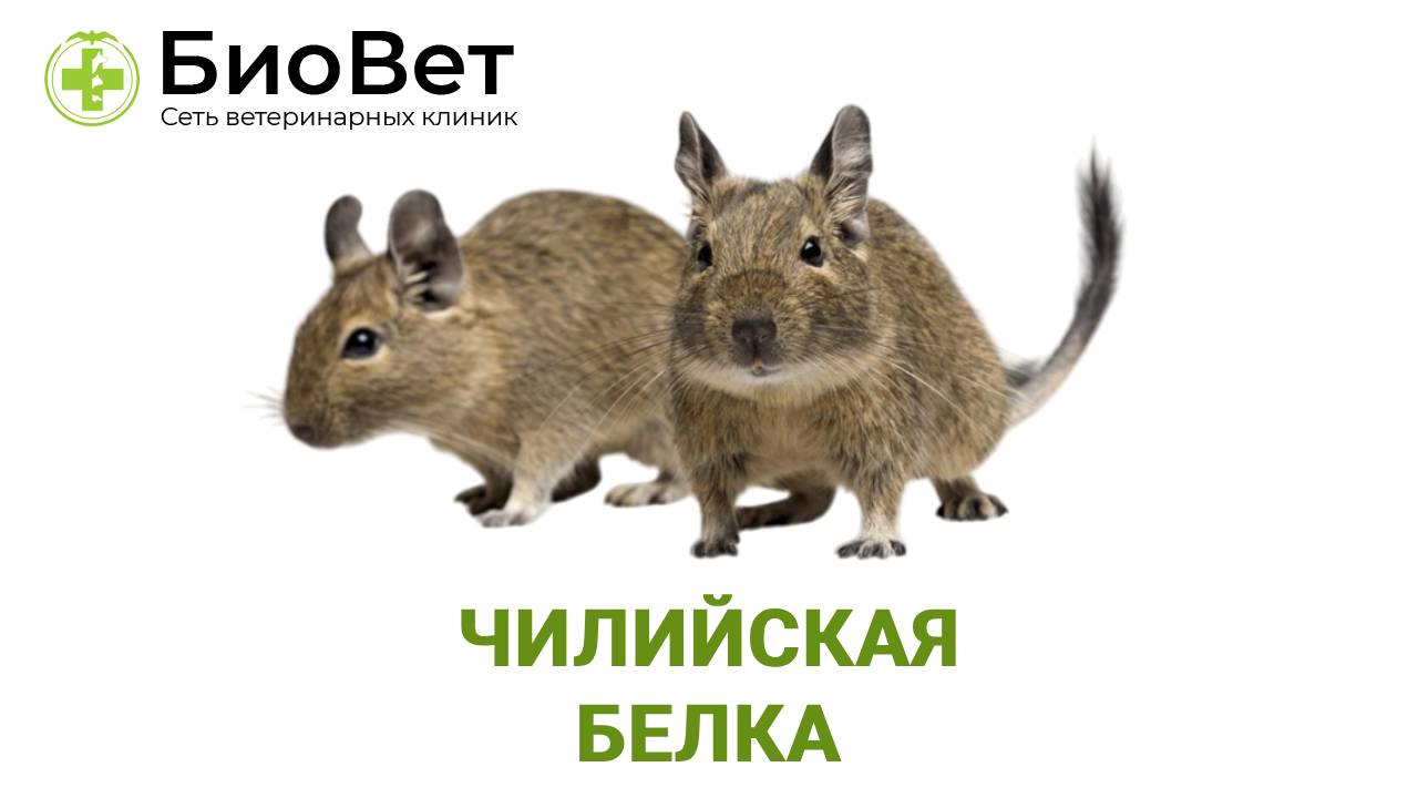 Чилийская белка дегу смотреть онлайн