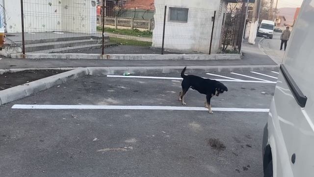 BUCĂTARUL ȘI CUTUNITA CRED CA IA TRĂDAT ION смотреть онлайн