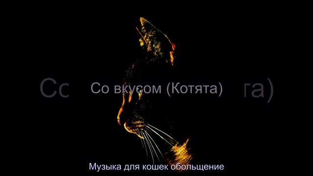 Видения (Дрессировка кошки) смотреть онлайн