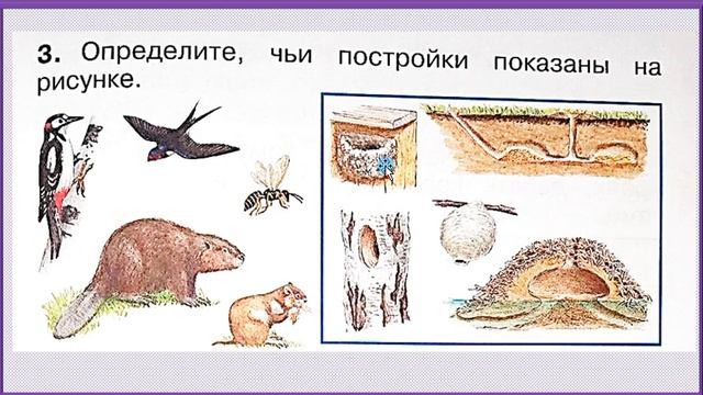 Как_живут_животные？_Окружающий_мир_1_класс_УМК_Школа_России_22_12