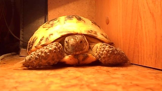 Поведение черепахи смотреть онлайн