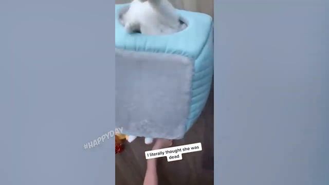 Смешные видео про животных🤣Я просто ору😂