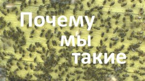 Почему среднерусские пчелы склонны к частому роению