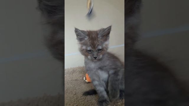 котенок мейн кун из питомника Страна Гуллверов - Country Gulliver's P4 смотреть онлайн